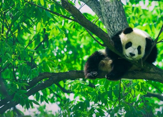 BLOG-10-FACTS-YOU-DIDNT-KNOW-e1507810781633 Giving-Back | Panda Bear